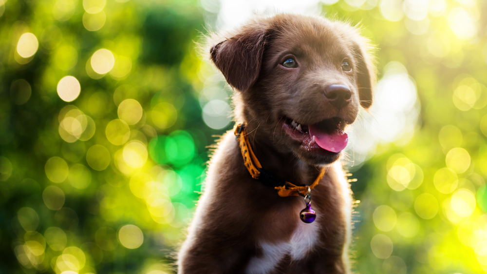 Ten Reasons Getting Pets For Kids Is A Good Idea